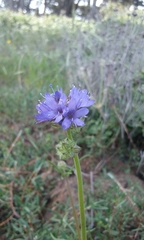 Gilia capitata chamissonis