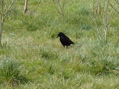 Corvus corone