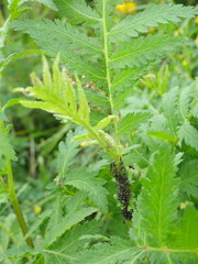 Metopeurum fuscoviride