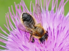 Megachile versicolor