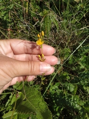 Hypericum linarioides