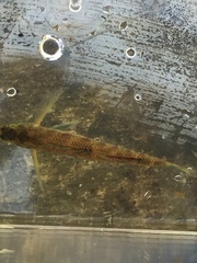 Etheostoma tallapoosae