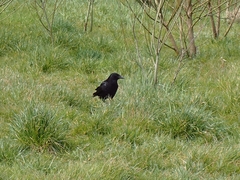 Corvus corone