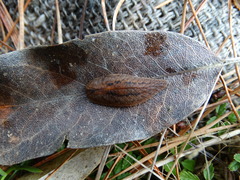 Pseudaneitea