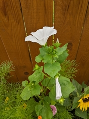 Malva trimestris
