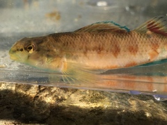Etheostoma tallapoosae