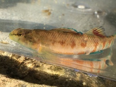 Etheostoma tallapoosae