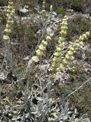 Sideritis catillaris