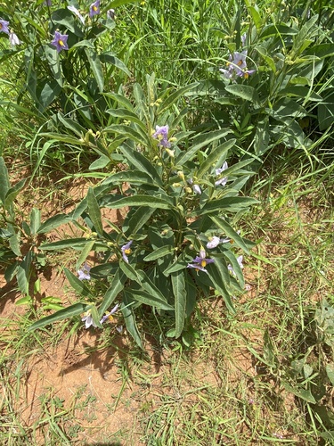 Solanum campylacanthum image