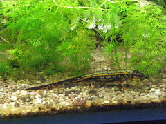 Cynops ensicauda