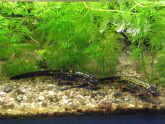 Cynops ensicauda