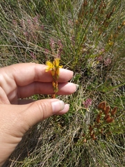 Hypericum linarioides