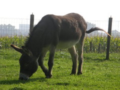 Equus asinus