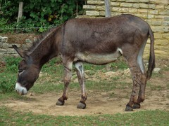 Equus asinus