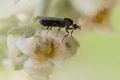 Scatopsidae