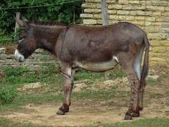 Equus asinus