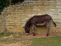 Equus asinus