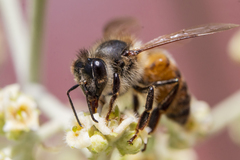 Apis mellifera
