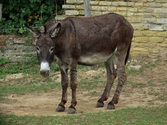 Equus asinus