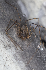 Scytodes