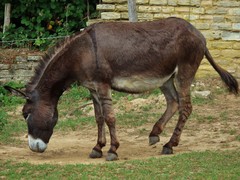 Equus asinus