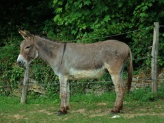 Equus asinus