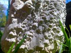 Antrodia heteromorpha