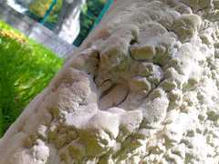 Antrodia heteromorpha