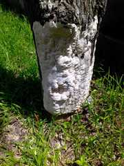 Antrodia heteromorpha