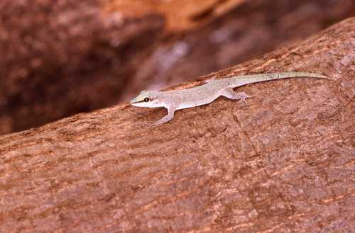 Phelsuma abbotti