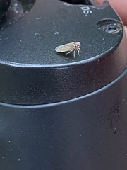 Synecdoche impunctata