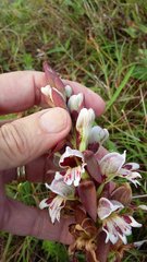 Satyrium sphaerocarpum