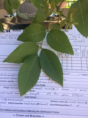 Magnoliopsida