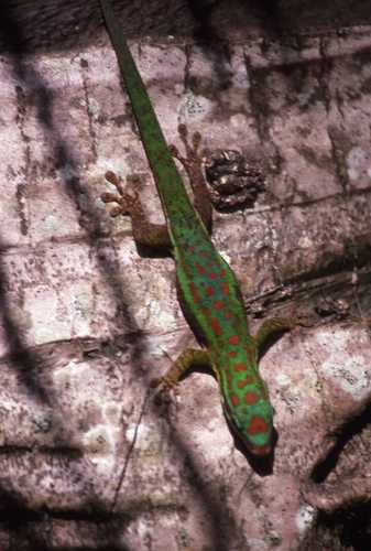 Phelsuma cepediana