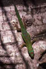 Phelsuma cepediana