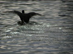 Fulica atra