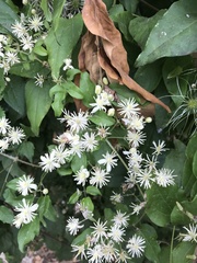 Clematis vitalba