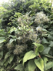 Clematis vitalba