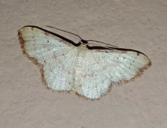 Idaea craspedota