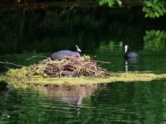 Fulica atra