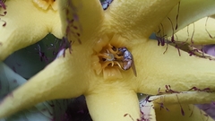 Orbea lutea lutea