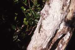 Phelsuma cepediana
