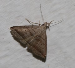 Lysimelia neleusalis