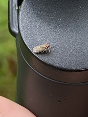 Synecdoche impunctata