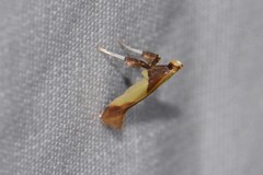 Caloptilia superbifrontella