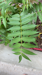 Ailanthus altissima