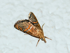 Euchromius bella