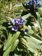Gentiana cruciata cruciata