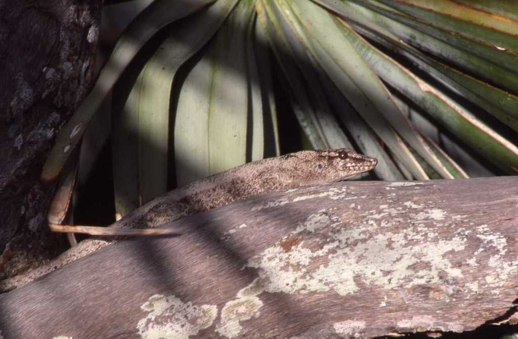 Round Island Day Gecko