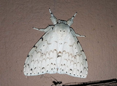 Lymantria ganara